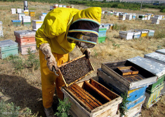 کارآفرینی کم هزینه با طعم عسل/ مشاغل خانگی قطب و هسته اصلی تولید هستند