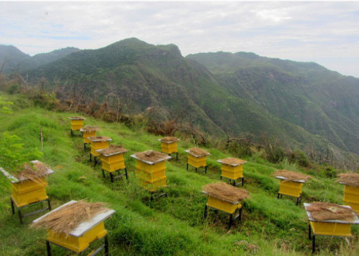 تولید ۲۸۰۰ تن عسل توسط زنبورداران لرستانی