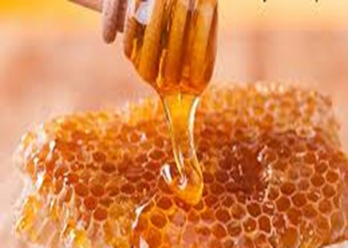 تولید سالانه ۲۸۰۰ تن عسل در لرستان