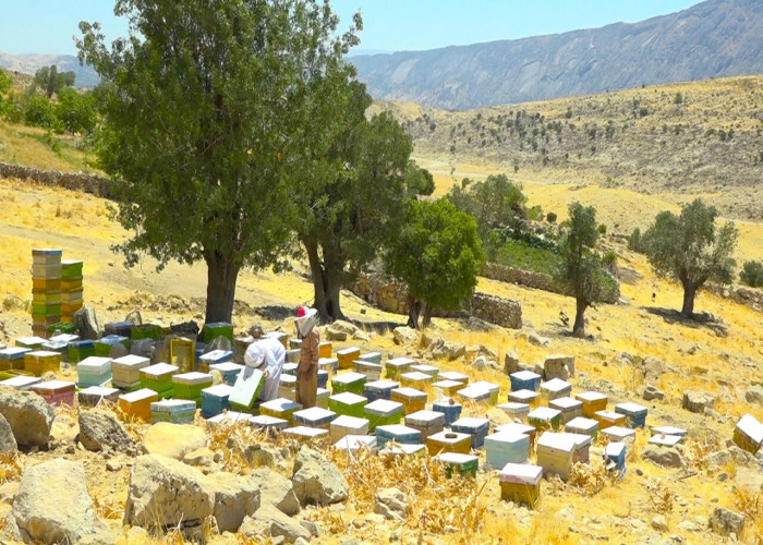 سه درصد عسل کشور در لرستان تولید می‌شود