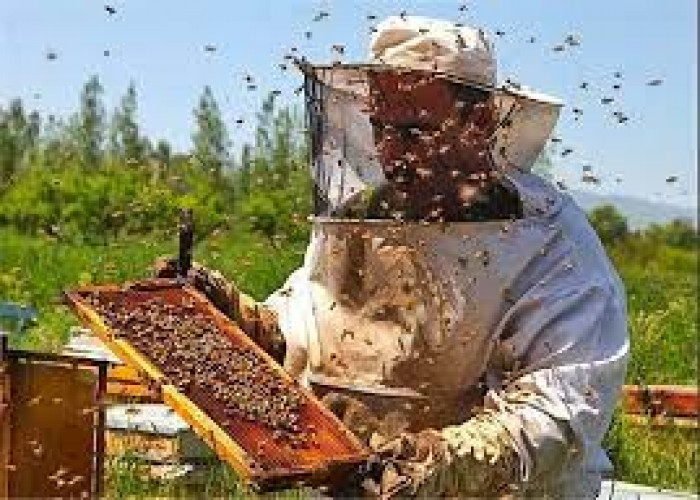 تولید سایر محصولات زنبور عسل ارزش افزوده بالایی برای زنبورداران به دنبال دارد