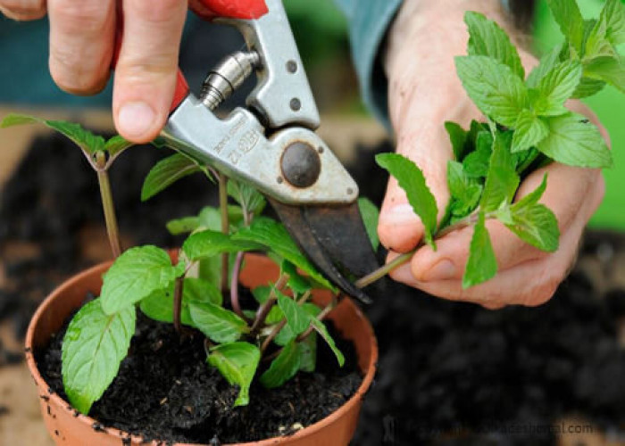 پرورش گل و گیاه در حیاط مدرسه و ایجاد انگیزه اشتغال برای دانش آموزان