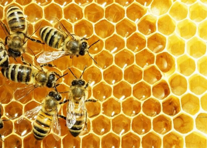 از کارآفرینی در تولید عسل تا نبود حمایت و تسهیلات