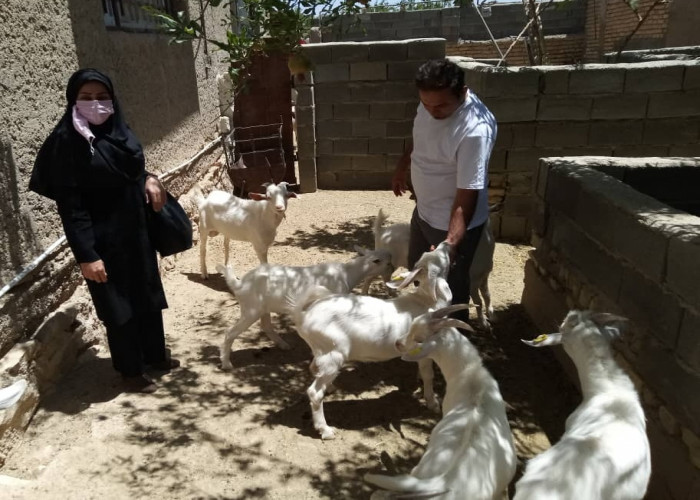 بازدید تیم اجرایی طرح ملی مشاغل خانگی از کارگاه پرورش بز شیری و گوشتی سانن پیشران شهرستان ارسنجان استان فارس